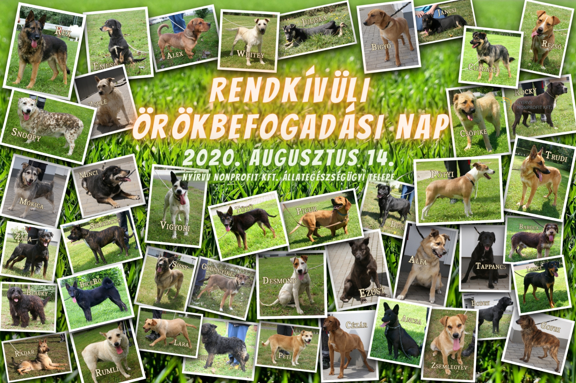 Rendkívüli Örökbefogadási Nap