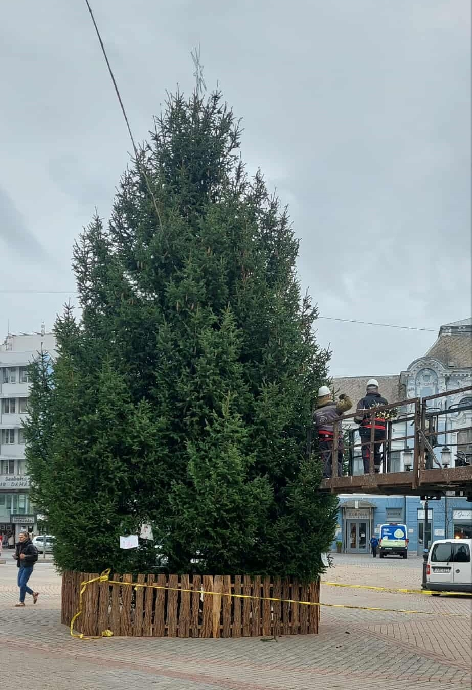 Már keresik a város karácsonyfáját