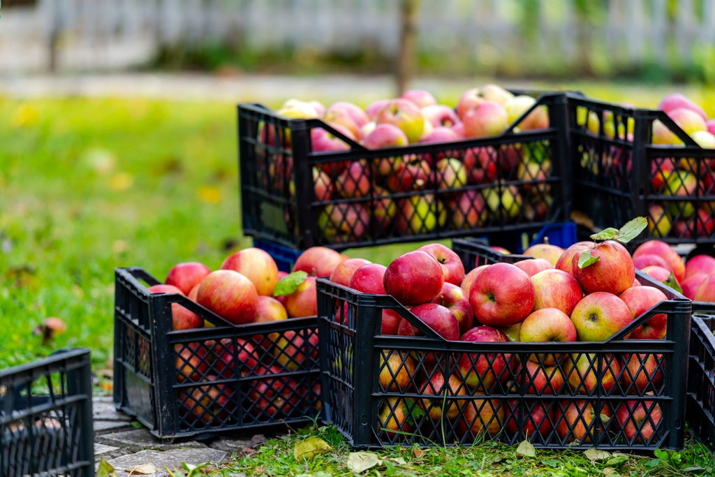 Gyenge volt az almatermés 