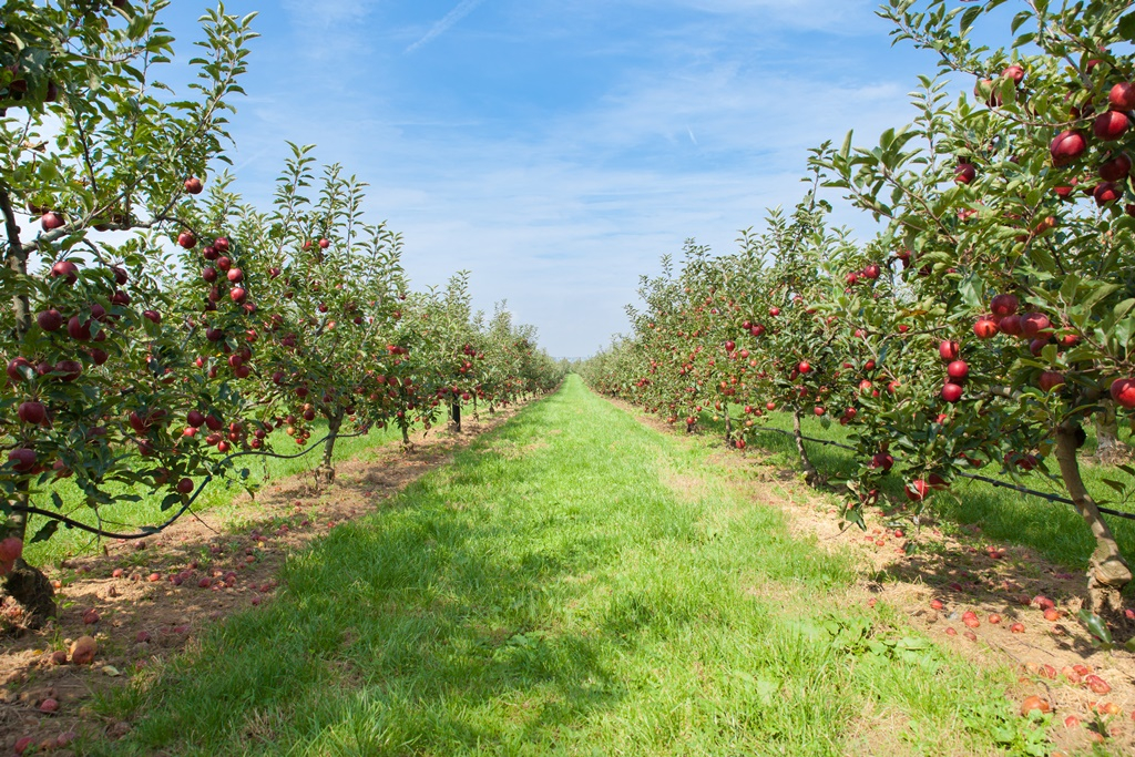 Jót tett a bőséges csapadék az almaültetvényeknek