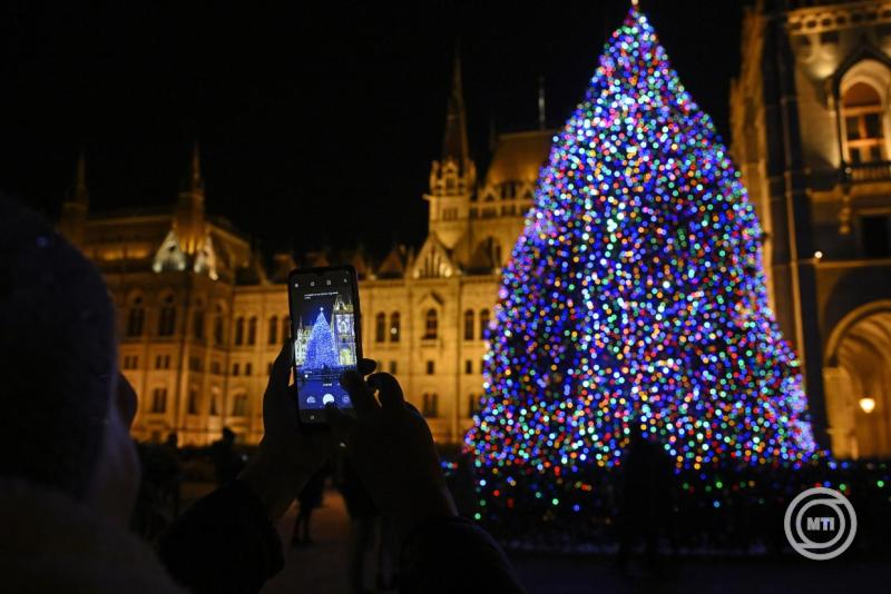 Nyírségi fenyőfa lesz az ország karácsonyfája