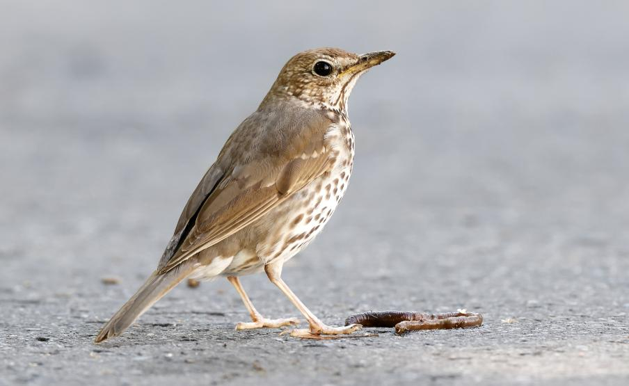 Az énekes rigó az év madara 2026-ban
