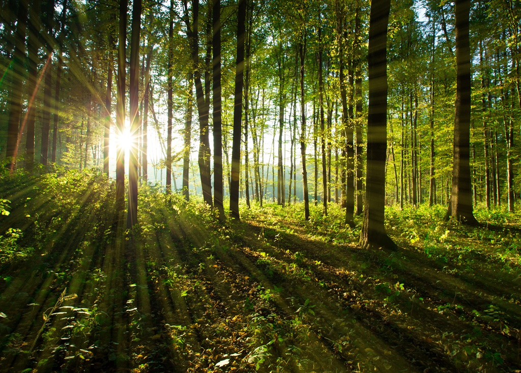 A fiatal erdők állománynevelését támogatják