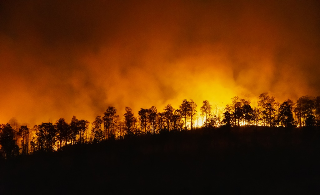 Rekordmennyiségű szén-dioxid-kibocsátást okoztak az idei erdőtüzek