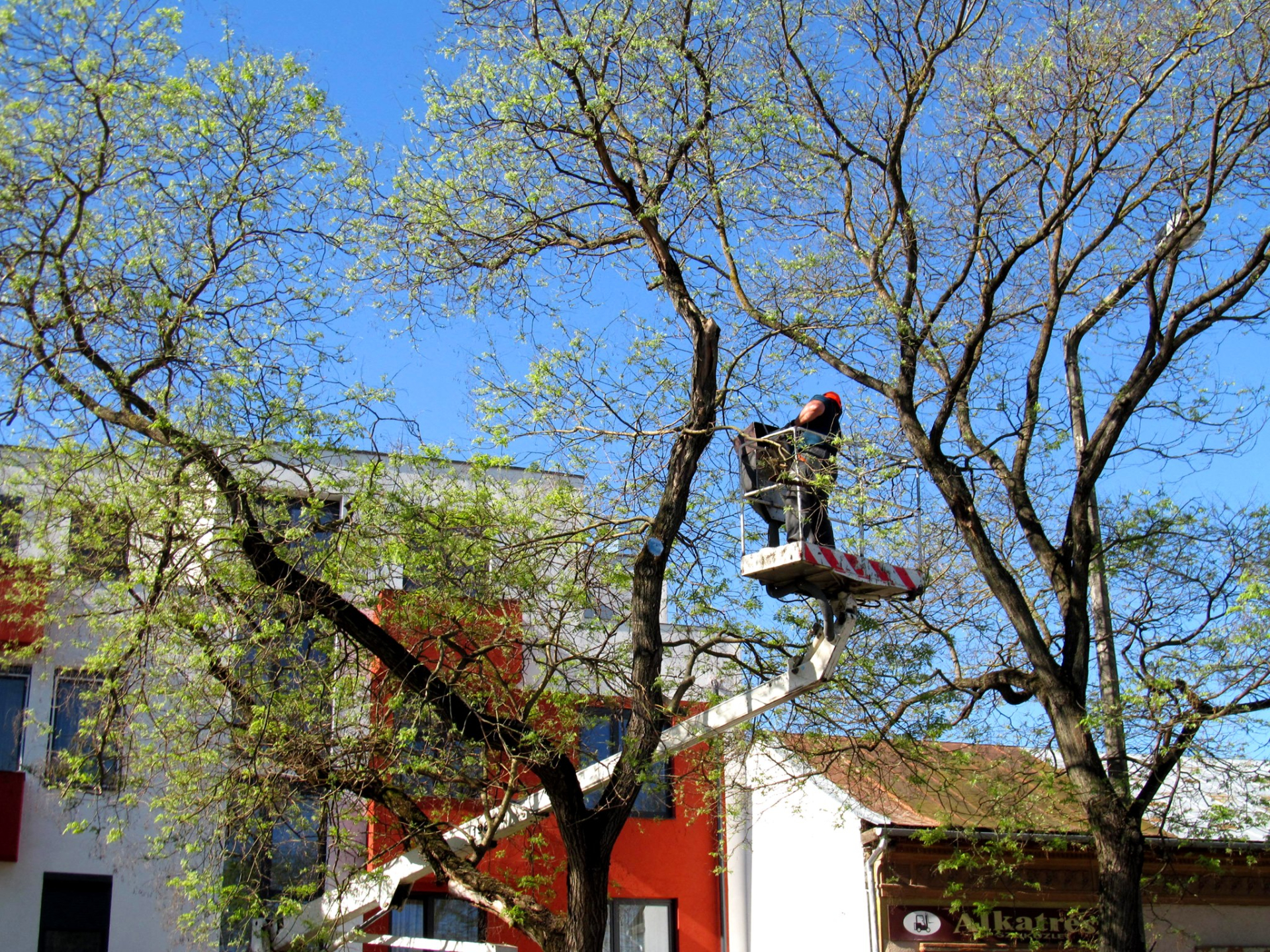 Átfogó faápolási munkálatok