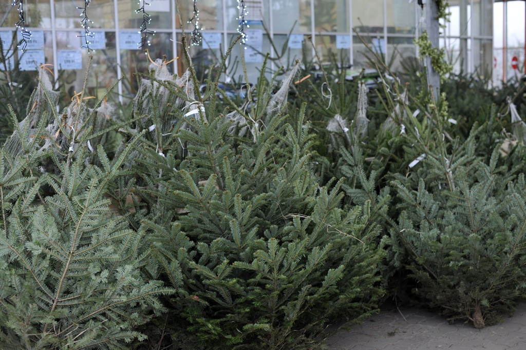 Lesz elég karácsonyfa 