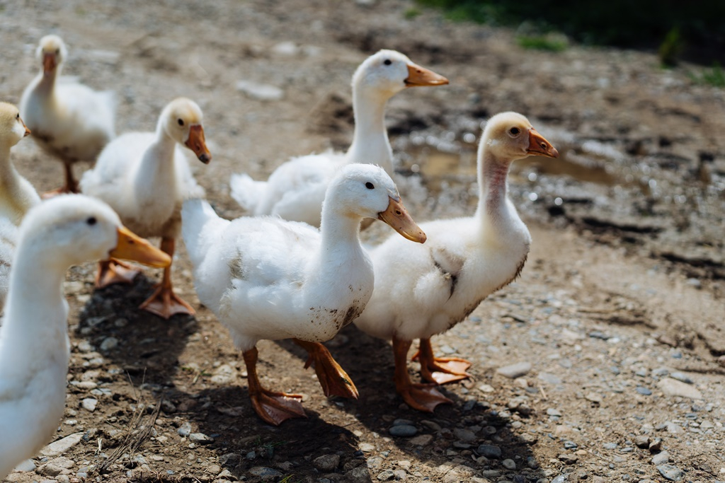 Bács-Kiskun vármegyében is megjelent a madárinfluenza