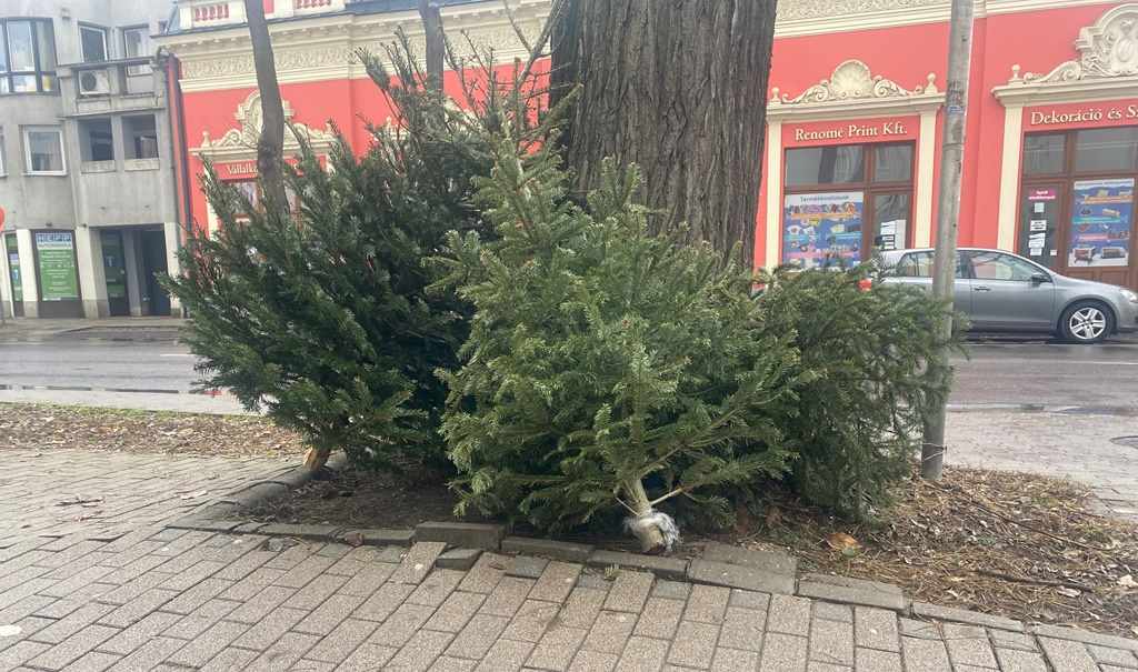 Hétfőn indul a Karácsonyfáért ajándék akció