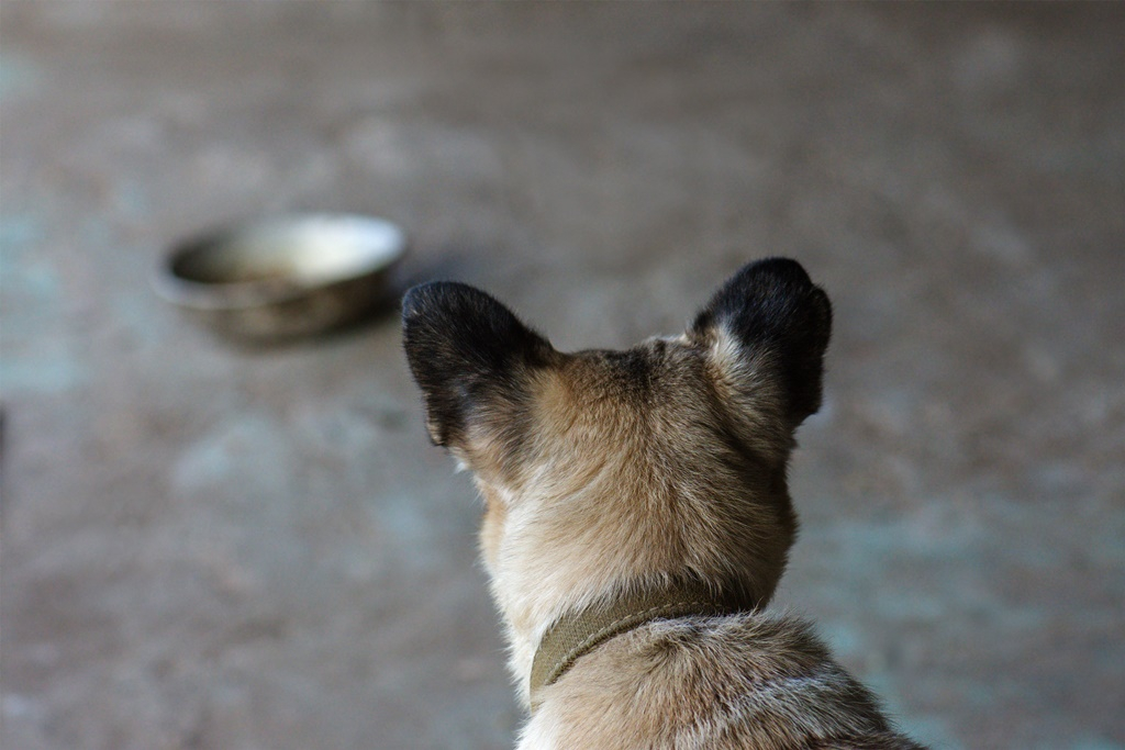 Állateledelt gyűjtenek
