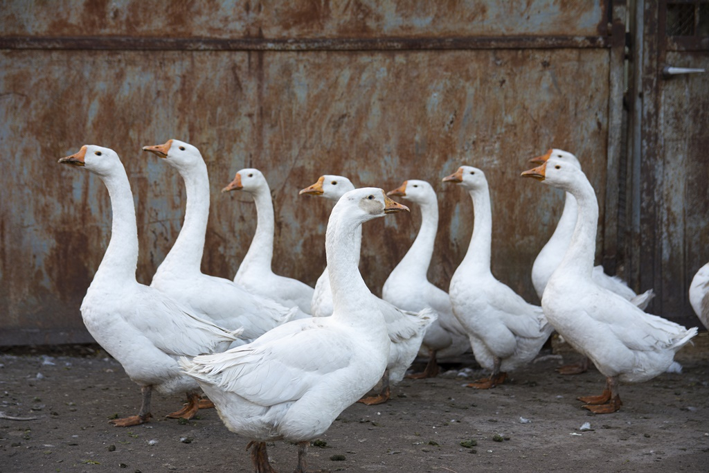 Jász-Nagykun-Szolnok vármegyében is megjelent a madárinfluenza