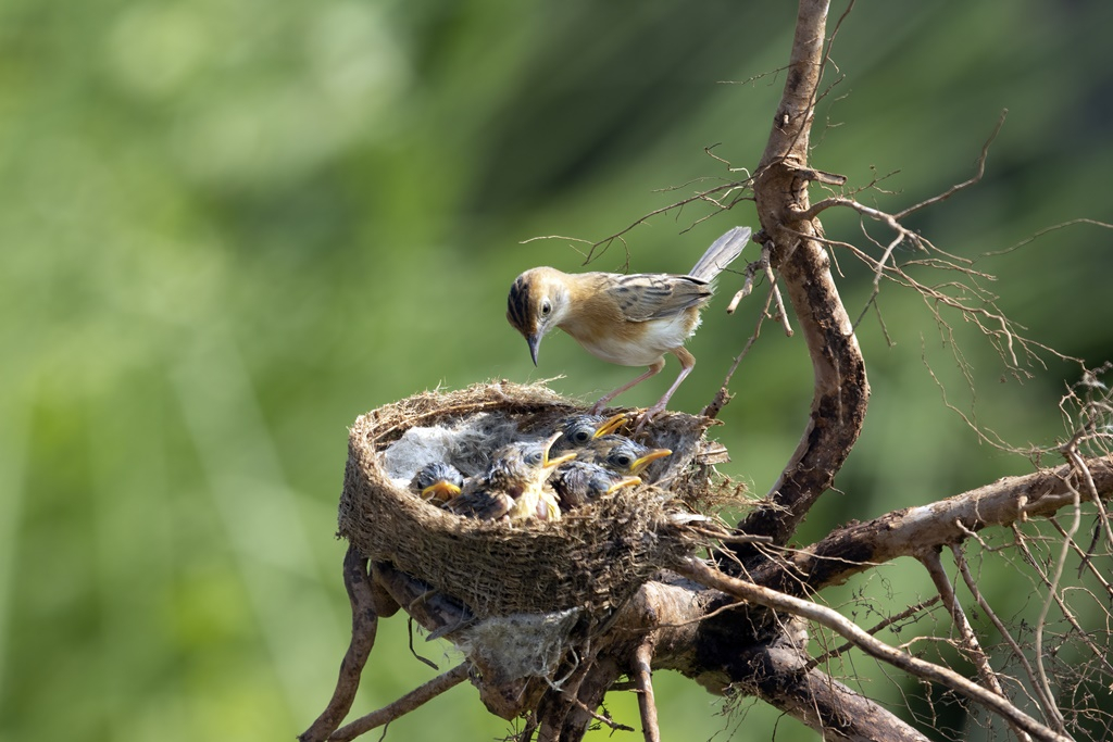 Indul az idei Tavaszi természetles