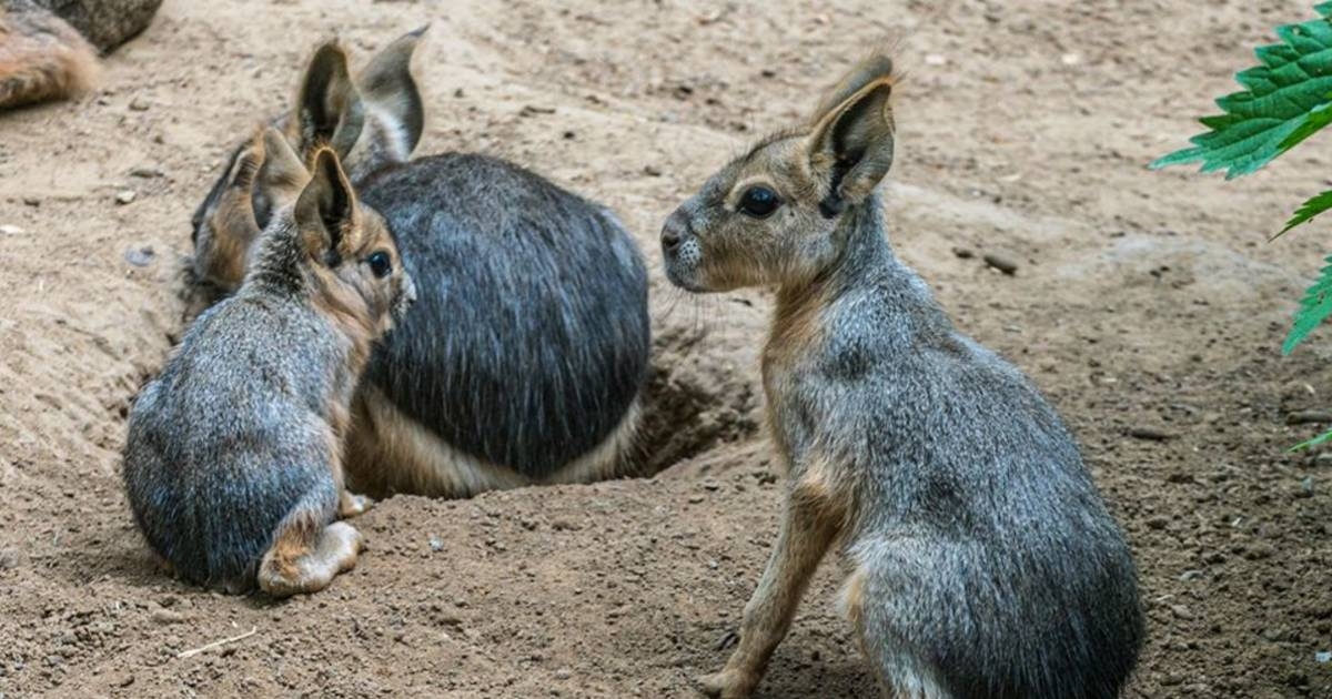 Kis nagy marák születtek a Nyíregyházi Állatparkban