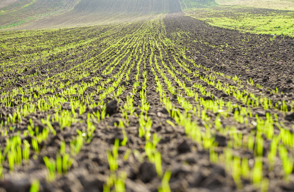 Tovább erősödhettek az őszi vetések