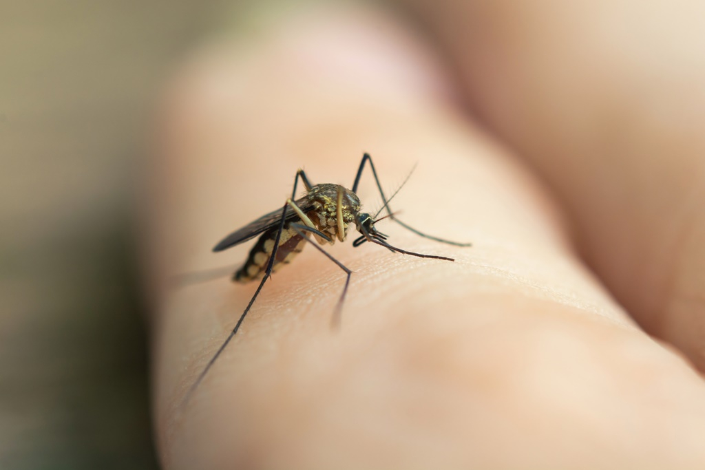Kilenc vármegyében irtják a szúnyogokat a héten