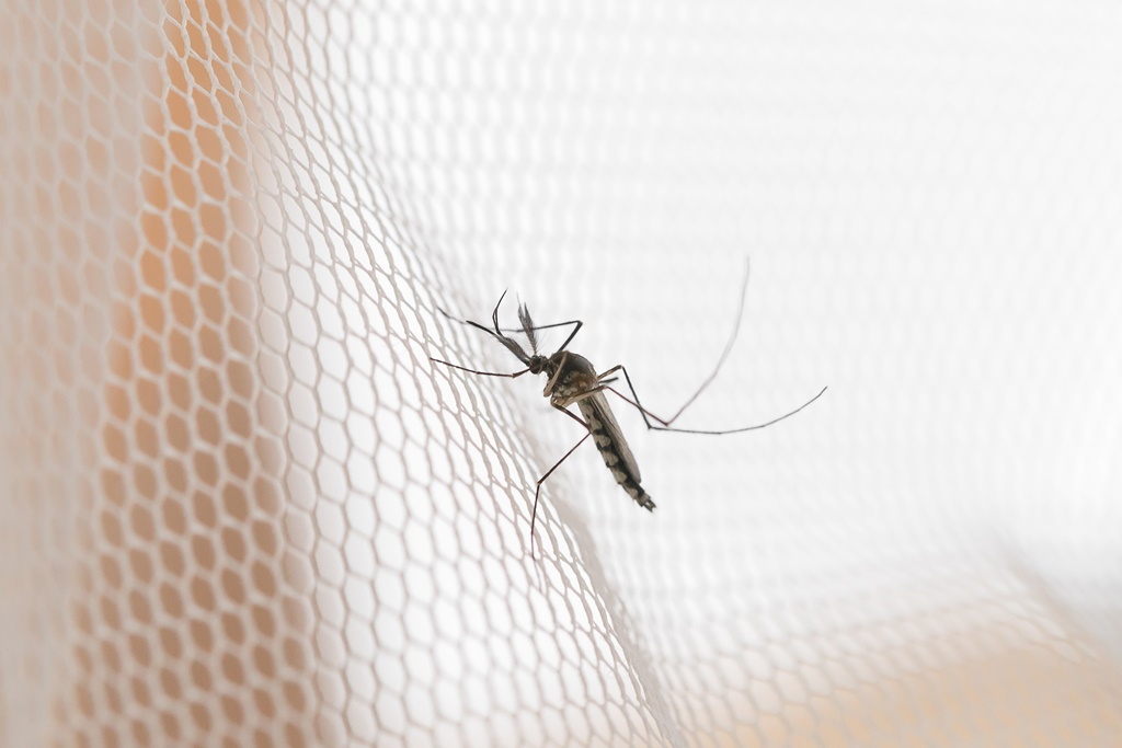 Folytatódik a szúnyoggyérítési program