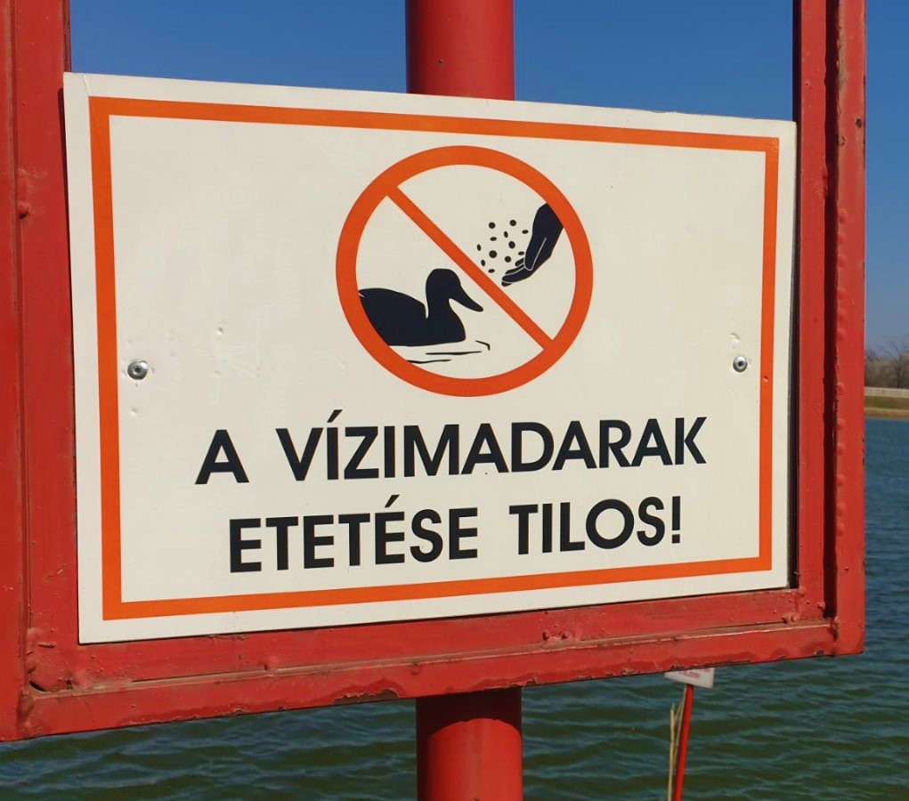 Ne etessük  avízimadarakat!